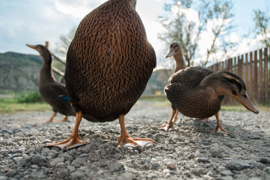 Ducks standing in gravel