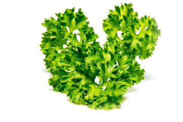 fresh green curly parsley