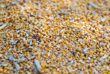 corn grains heap freshly harvested © pfongabe33