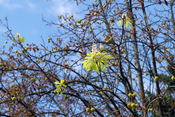 Chestnut blooms in autumn