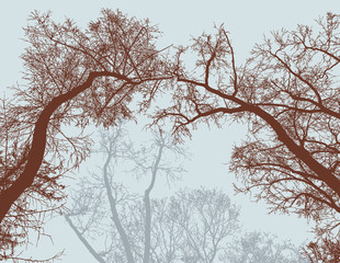 Deciduous trees in the cold season