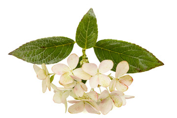 Inflorescence of hydrangea, lat. Hydrangea paniculata, isolated on white background