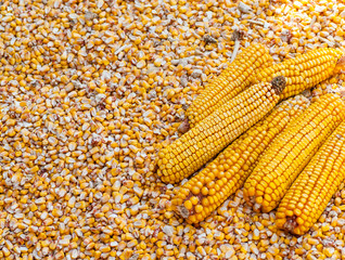 heap of fresh harvested corn grains and cobs © pfongabe33
