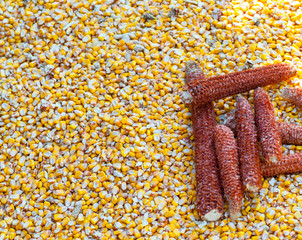 heap of fresh harvested corn grains and cobs © pfongabe33