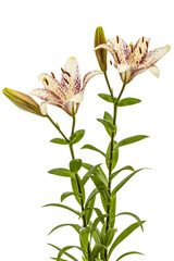 Flowers of asian lily, isolated on white background
