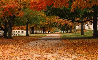 Fotobehang Herfst Fall Trees Down a Country Road  © Sue