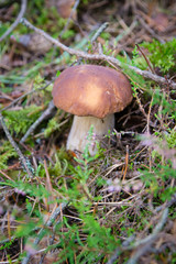 The mushroom in the forest. Belarus