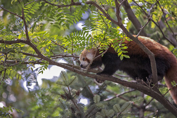 Panda rosso