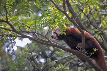 Fototapeta premium Panda rosso