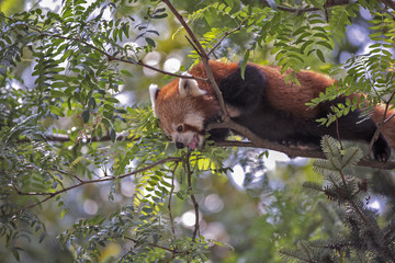 Panda rosso