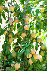 branches full of ripe tasty peaches ready to be harvested