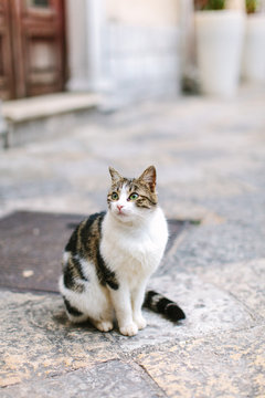 A portrait of a kitten