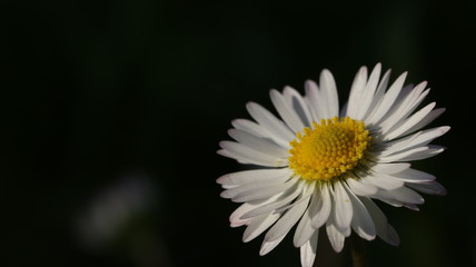 Fiore