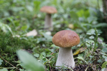 Boletus mushroom on moss in the forest