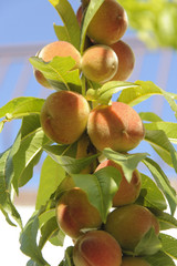 Peach Tree