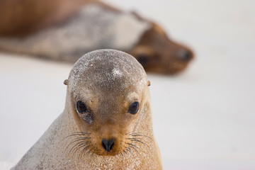 Portrait of a fur seal. The Galapagos Islands. Ecuador.