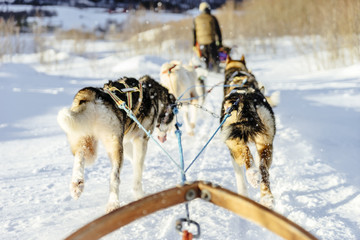 Sled dogs pulling a sled