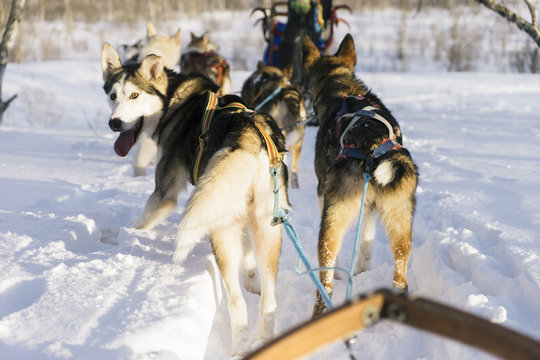 sledding Husky having fun