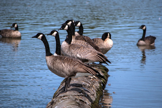 Geese in a lake at George C. Reifel Migratory Bird Sanctuary