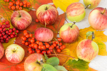 Naklejka na ściany i meble ripe rustic apples and rowan berries on autumn bright leaves