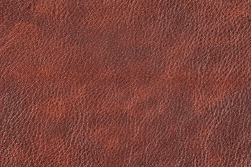 High resolution texture. Background. Skin.