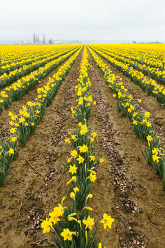 Bright Yellow Field of Daffodil Flowers