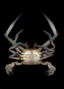 Crab In A Black Background