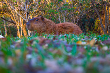 Capivara sozinha