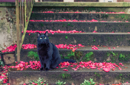 Black cat staring straight ahead while sitting on a concrete staircase covered in flower petals