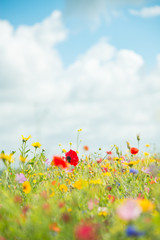 Wild Flowers 