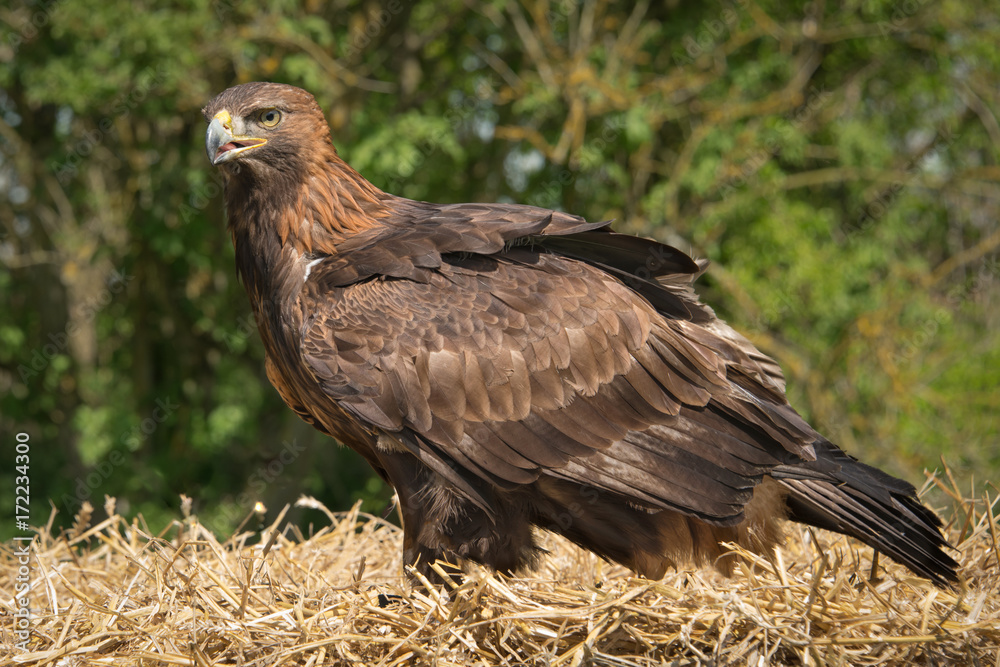 Poster a full length portrait of an inquisitive golden eagle standing on a bale of hay with a natural backd