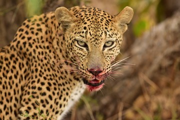 Fototapeta na wymiar Leopard in the middle of his meal, South Africa.