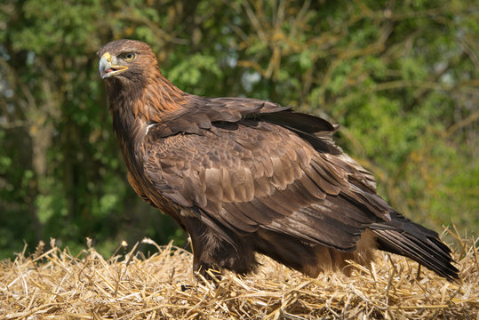 A full length portrait of an inquisitive golden eagle standing on a bale of hay with a natural backdrop of trees