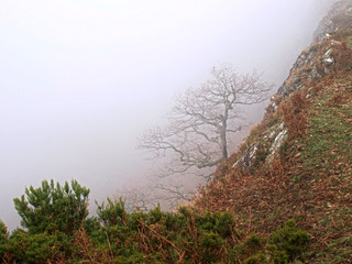 Árbol en Ganekogorta montaña con niebla