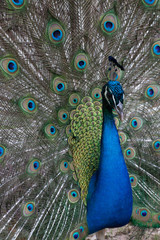 Obraz premium Peacock