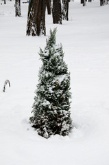 Young thuja tree in park on winter