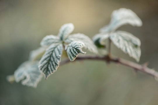 Close up of wild bramble leaves covered in frost.