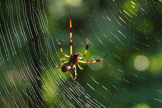 Golden Orb Spider With Web