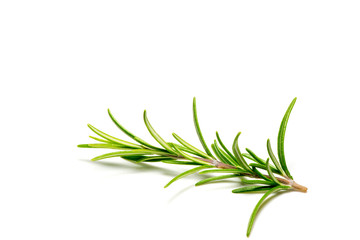 Close up of fresh twig of rosemary on white background