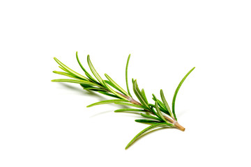 Close up of fresh twig of rosemary on white background