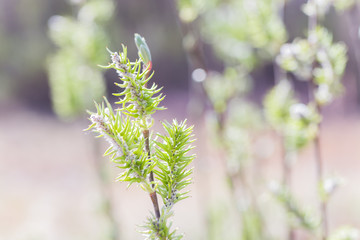 Risen blooming inflorescences female flowering catkin or ament on a Salix alba (white willow) in...