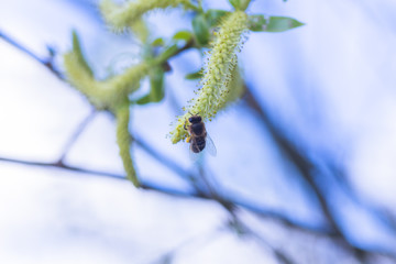 Risen blooming inflorescences male flowering catkin or ament on a Salix alba (white willow) in...