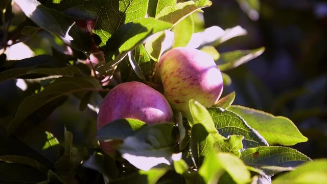 Frutales