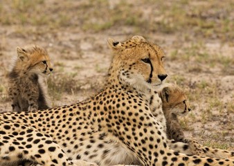 Mother cheetah and cubs in South Africa
