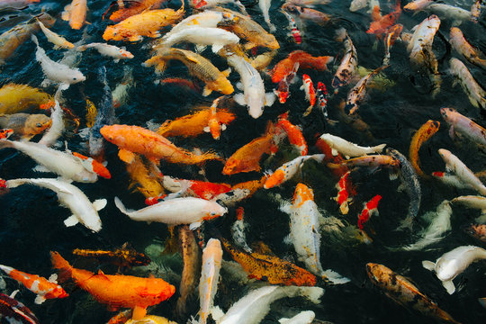 Many koi fish swimming in a pond