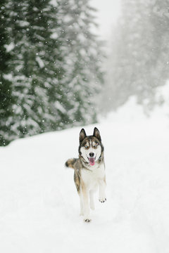husky running in snow