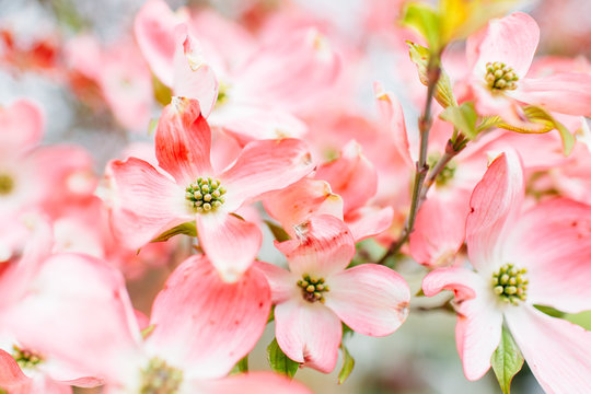 Dogwood Blooms