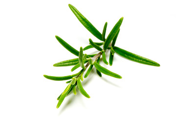 Close up of fresh twig of rosemary on white background