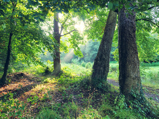 Early Autumn forest morning,Northern Ireland