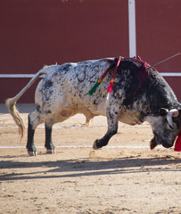 TORO CLAVANDOSE LA ESPADA